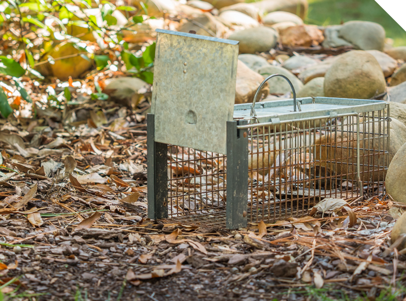 Traps & Relocation