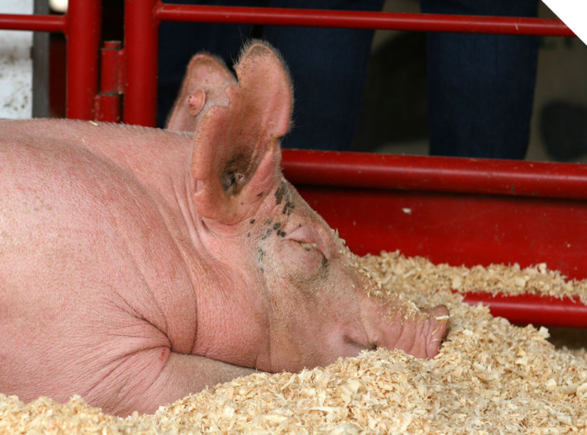Bedding Shavings