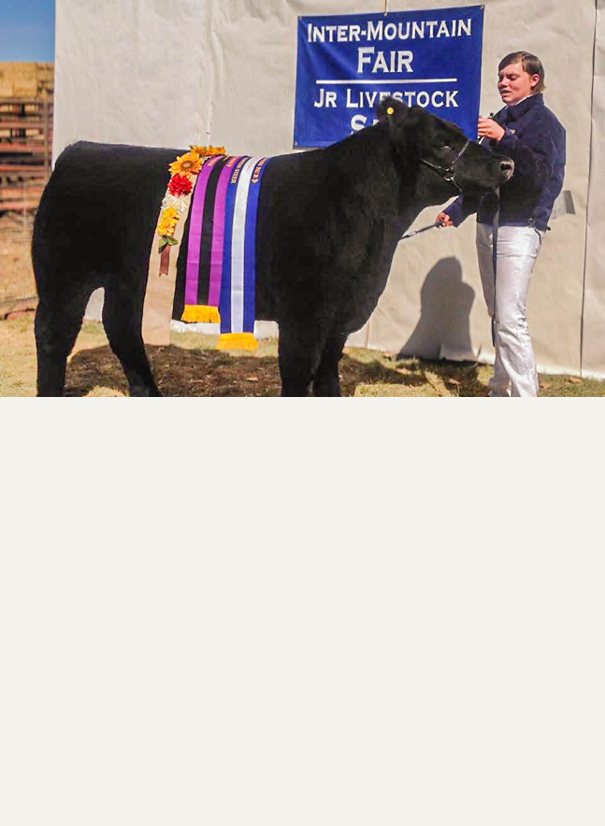Cattle